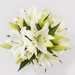 Single Stem Lily | Fresh Flowers