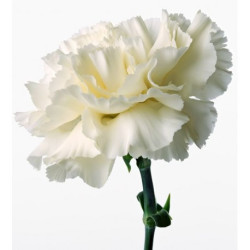 Single Stem White Carnation | Fresh Flowers