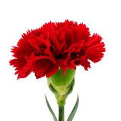 Single Stem Red Carnation | Fresh Flowers