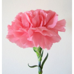 Single Stem Pink Carnation | Fresh Flowers